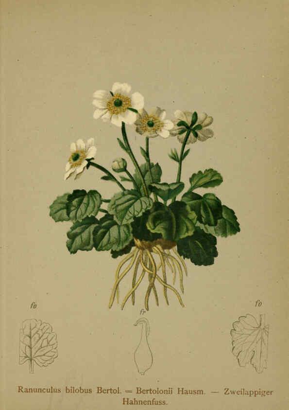 Reproducción/Reproduction 6312015496: Atlas der Alpenflora. v.1. Wien :Eigenthum und Verlag des Deutschen und Oesterr. Alpenvereins,1882