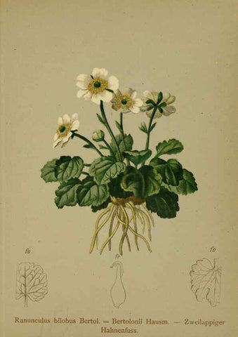 Reproducción/Reproduction 6312015496: Atlas der Alpenflora. v.1. Wien :Eigenthum und Verlag des Deutschen und Oesterr. Alpenvereins,1882