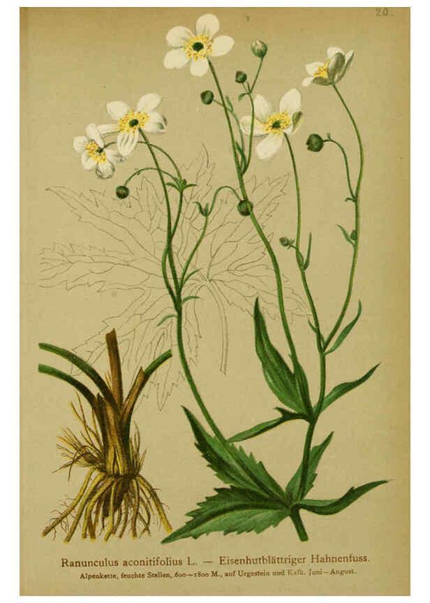 Reproducción/Reproduction 6312015624: Atlas der Alpenflora. v.1. Wien :Eigenthum und Verlag des Deutschen und Oesterr. Alpenvereins,1882