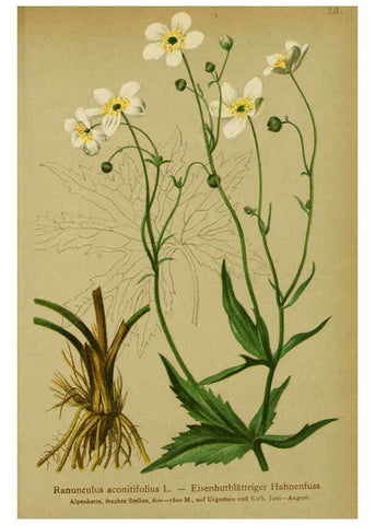 Reproducción/Reproduction 6312015624: Atlas der Alpenflora. v.1. Wien :Eigenthum und Verlag des Deutschen und Oesterr. Alpenvereins,1882
