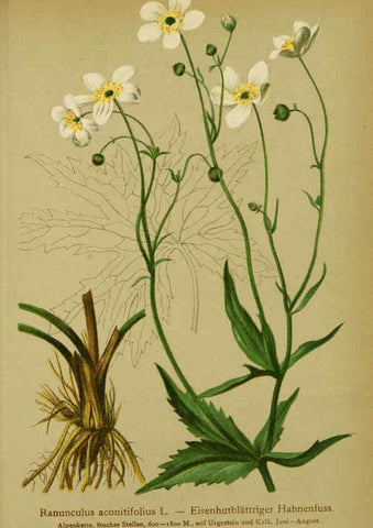 Reproducción/Reproduction 6312015624: Atlas der Alpenflora. v.1. Wien :Eigenthum und Verlag des Deutschen und Oesterr. Alpenvereins,1882