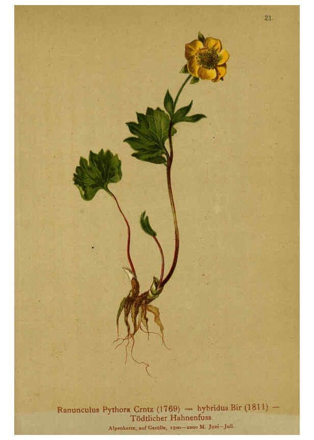 Reproducción/Reproduction 6311495661: Atlas der Alpenflora. v.1. Wien :Eigenthum und Verlag des Deutschen und Oesterr. Alpenvereins,1882