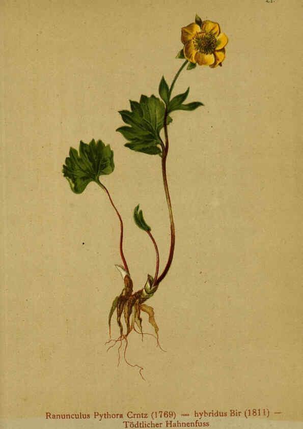 Reproducción/Reproduction 6311495661: Atlas der Alpenflora. v.1. Wien :Eigenthum und Verlag des Deutschen und Oesterr. Alpenvereins,1882