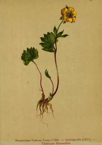 Reproducción/Reproduction 6311495661: Atlas der Alpenflora. v.1. Wien :Eigenthum und Verlag des Deutschen und Oesterr. Alpenvereins,1882