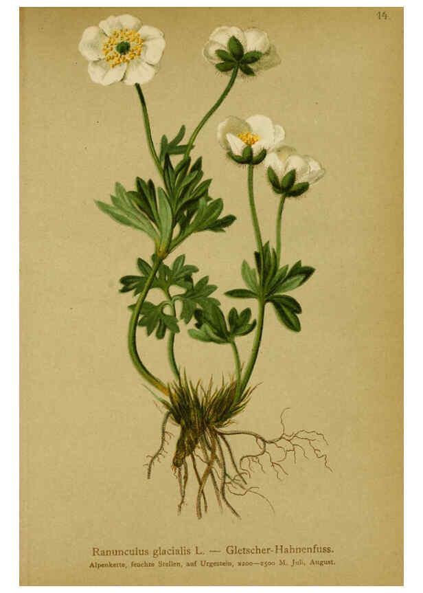 Reproducción/Reproduction 6311494695: Atlas der Alpenflora. v.1. Wien :Eigenthum und Verlag des Deutschen und Oesterr. Alpenvereins,1882