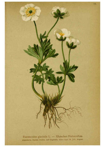 Reproducción/Reproduction 6311494695: Atlas der Alpenflora. v.1. Wien :Eigenthum und Verlag des Deutschen und Oesterr. Alpenvereins,1882