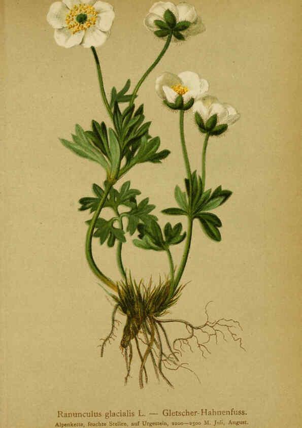 Reproducción/Reproduction 6311494695: Atlas der Alpenflora. v.1. Wien :Eigenthum und Verlag des Deutschen und Oesterr. Alpenvereins,1882
