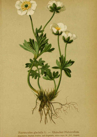 Reproducción/Reproduction 6311494695: Atlas der Alpenflora. v.1. Wien :Eigenthum und Verlag des Deutschen und Oesterr. Alpenvereins,1882