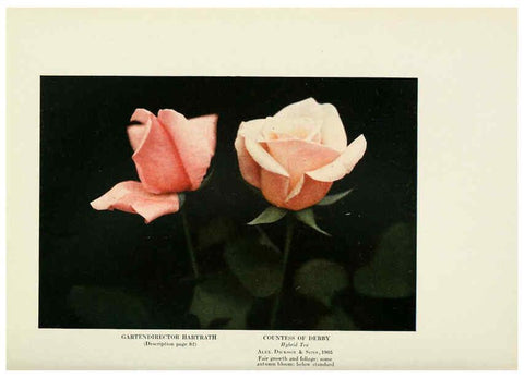 Reproducción/Reproduction 6308665491: The practical book of outdoor rose growing for the home garden Philadelphia and London,J.B. Lippincott, Co.,1920