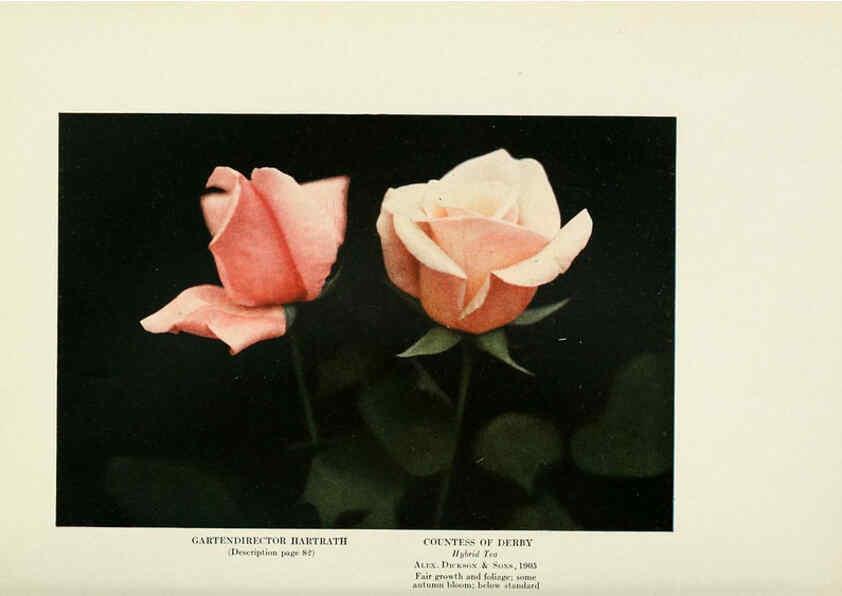 Reproducción/Reproduction 6308665491: The practical book of outdoor rose growing for the home garden Philadelphia and London,J.B. Lippincott, Co.,1920
