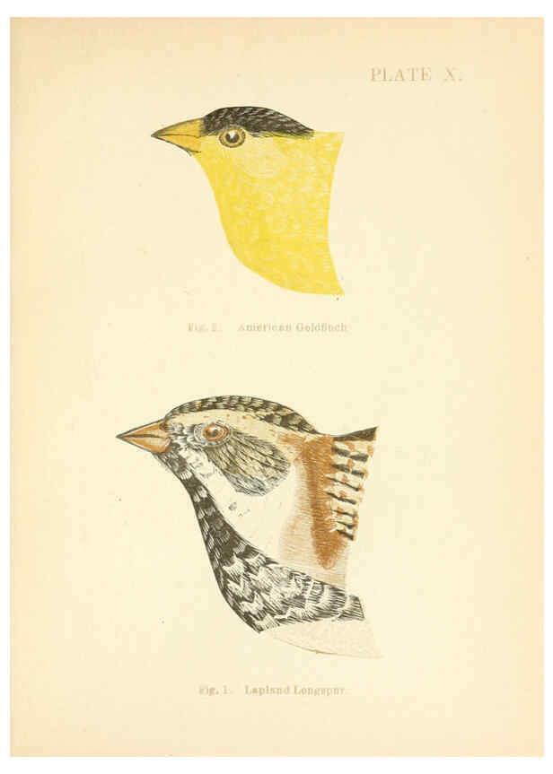Reproducción/Reproduction 6353319495: Handbook of the sparrows, finches, etc., of New England Newtonville [Mass.]C. J. Maynard,1896