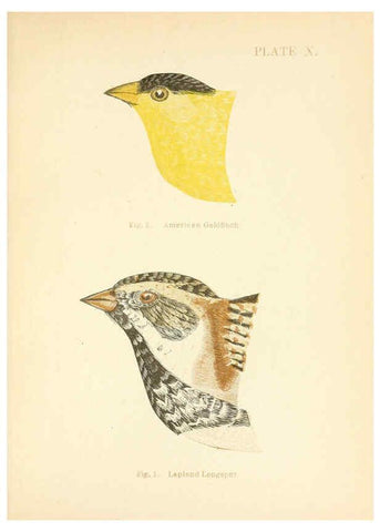 Reproducción/Reproduction 6353319495: Handbook of the sparrows, finches, etc., of New England Newtonville [Mass.]C. J. Maynard,1896