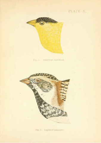 Reproducción/Reproduction 6353319495: Handbook of the sparrows, finches, etc., of New England Newtonville [Mass.]C. J. Maynard,1896