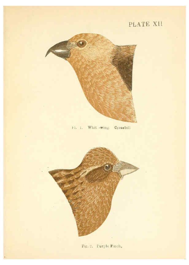 Reproducción/Reproduction 6353320207: Handbook of the sparrows, finches, etc., of New England Newtonville [Mass.]C. J. Maynard,1896