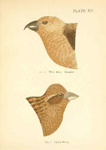 Reproducción/Reproduction 6353320207: Handbook of the sparrows, finches, etc., of New England Newtonville [Mass.]C. J. Maynard,1896