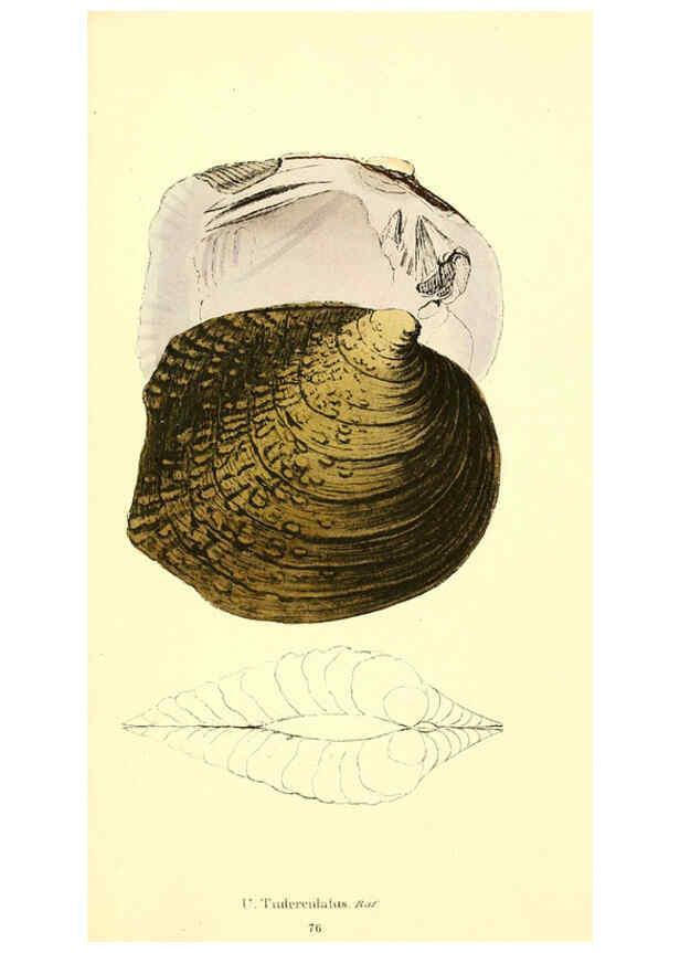 Reproducción/Reproduction 6377465619: Monography of the family Unionidæ. v.1-12. Philadelphia :J. Dobson,1836- 