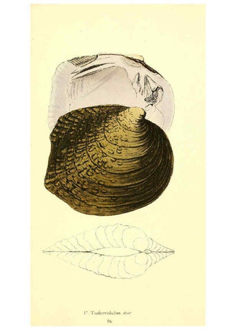 Reproducción/Reproduction 6377465619: Monography of the family Unionidæ. v.1-12. Philadelphia :J. Dobson,1836- 