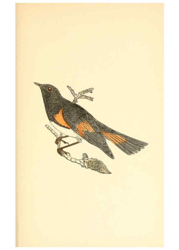 Reproducción/Reproduction 6383192735: The warblers of New England West Newton,C. J. Maynard,1905
