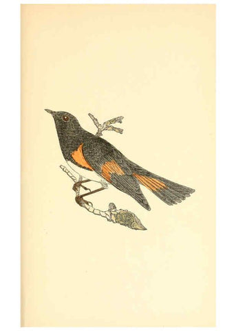 Reproducción/Reproduction 6383192735: The warblers of New England West Newton,C. J. Maynard,1905