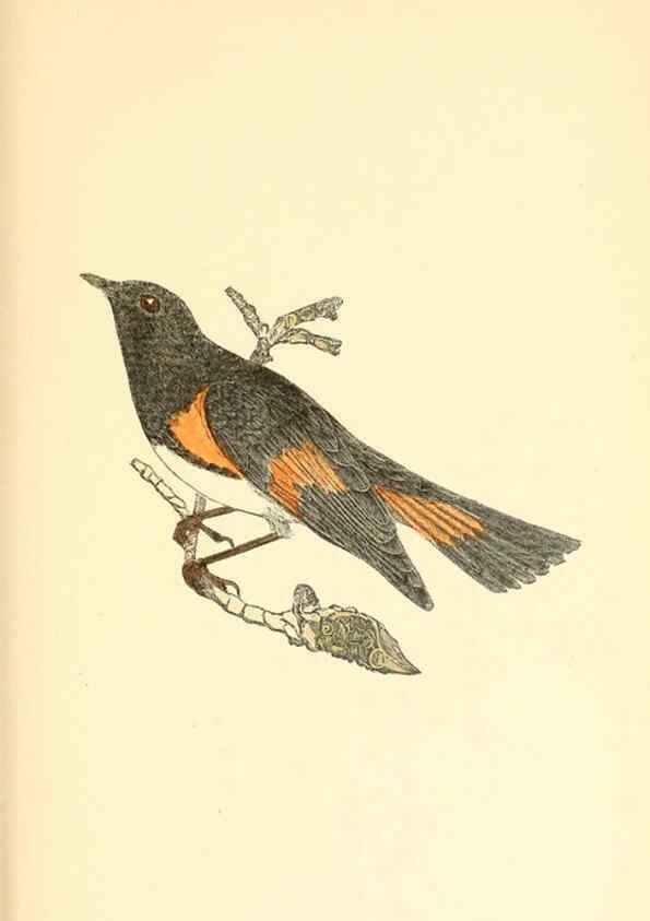 Reproducción/Reproduction 6383192735: The warblers of New England West Newton,C. J. Maynard,1905