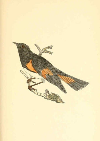 Reproducción/Reproduction 6383192735: The warblers of New England West Newton,C. J. Maynard,1905