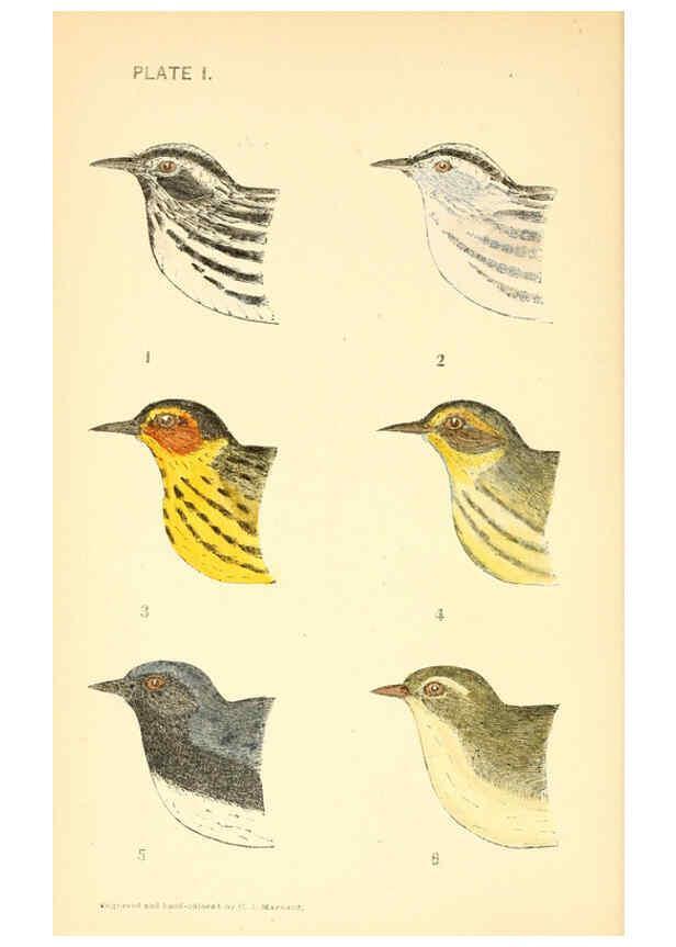 Reproducción/Reproduction 6383193297: The warblers of New England West Newton,C. J. Maynard,1905