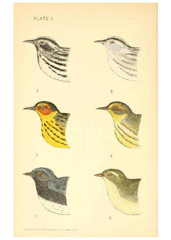 Reproducción/Reproduction 6383193297: The warblers of New England West Newton,C. J. Maynard,1905