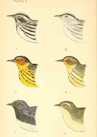 Reproducción/Reproduction 6383193297: The warblers of New England West Newton,C. J. Maynard,1905