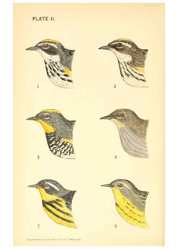Reproducción/Reproduction 6383193841: The warblers of New England West Newton,C. J. Maynard,1905