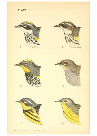 Reproducción/Reproduction 6383193841: The warblers of New England West Newton,C. J. Maynard,1905