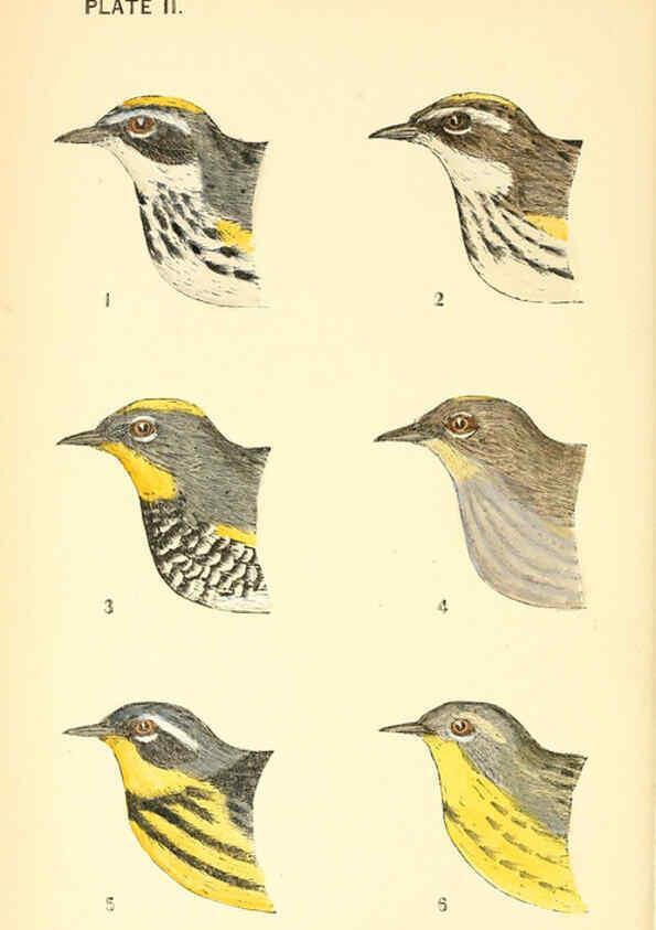Reproducción/Reproduction 6383193841: The warblers of New England West Newton,C. J. Maynard,1905