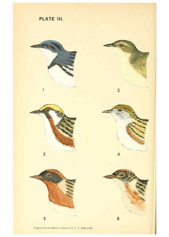Reproducción/Reproduction 6383194397: The warblers of New England West Newton,C. J. Maynard,1905