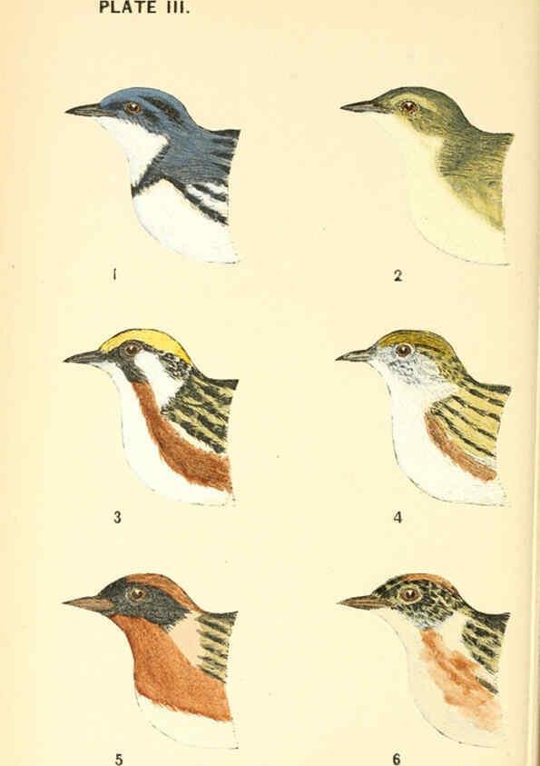 Reproducción/Reproduction 6383194397: The warblers of New England West Newton,C. J. Maynard,1905