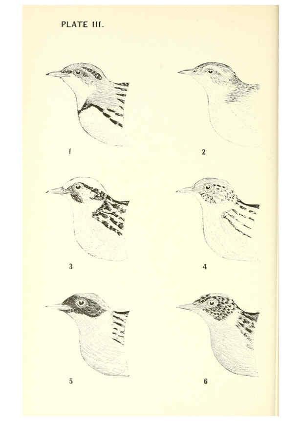 Reproducción/Reproduction 6383194799: The warblers of New England West Newton,C. J. Maynard,1905