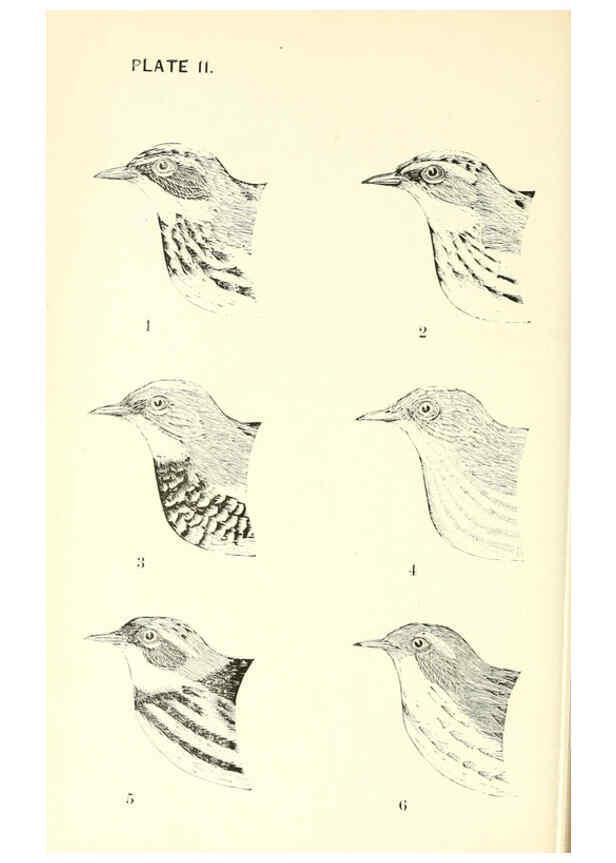Reproducción/Reproduction 6383195591: The warblers of New England West Newton,C. J. Maynard,1905
