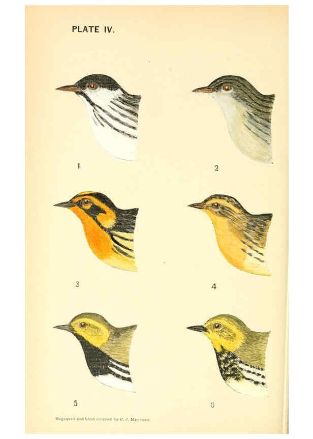 Reproducción/Reproduction 6383196071: The warblers of New England West Newton,C. J. Maynard,1905