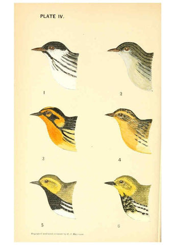 Reproducción/Reproduction 6383196071: The warblers of New England West Newton,C. J. Maynard,1905