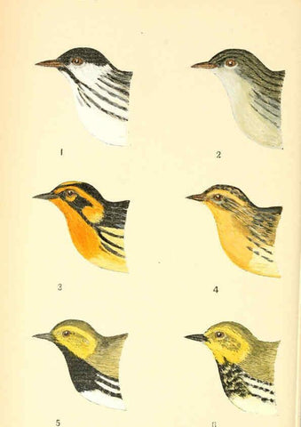 Reproducción/Reproduction 6383196071: The warblers of New England West Newton,C. J. Maynard,1905