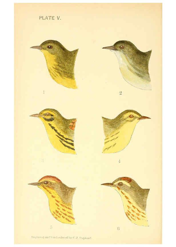 Reproducción/Reproduction 6383196871: The warblers of New England West Newton,C. J. Maynard,1905