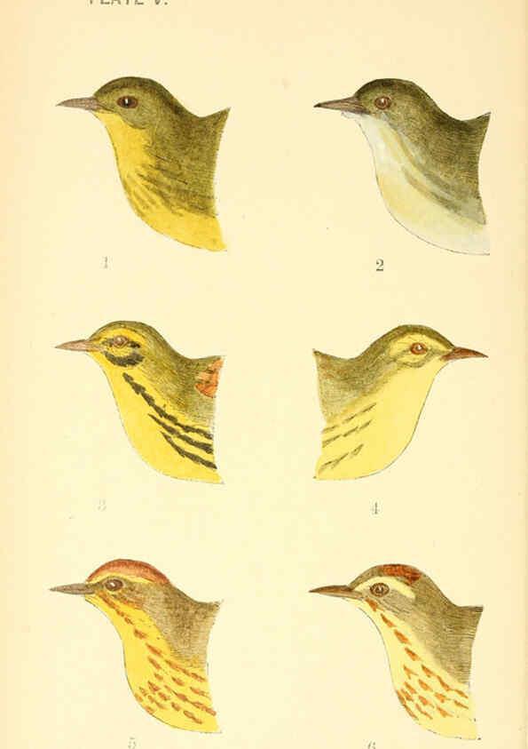 Reproducción/Reproduction 6383196871: The warblers of New England West Newton,C. J. Maynard,1905