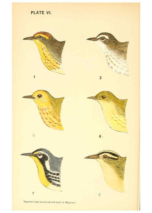 Reproducción/Reproduction 6383197831: The warblers of New England West Newton,C. J. Maynard,1905