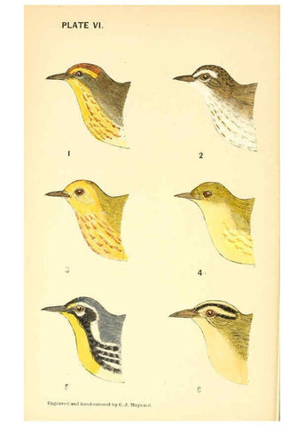 Reproducción/Reproduction 6383197831: The warblers of New England West Newton,C. J. Maynard,1905