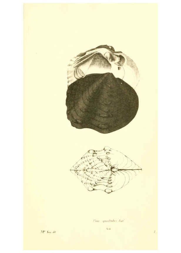 Reproducción/Reproduction 6377463301: Monography of the family Unionidæ. v.1-12. Philadelphia :J. Dobson,1836- 