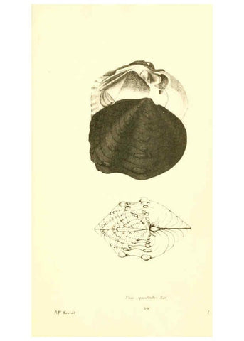 Reproducción/Reproduction 6377463301: Monography of the family Unionidæ. v.1-12. Philadelphia :J. Dobson,1836- 