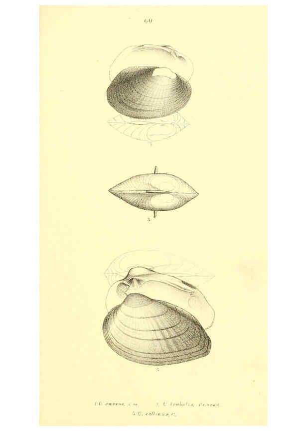 Reproducción/Reproduction 6377462371: Monography of the family Unionidæ. v.1-12. Philadelphia :J. Dobson,1836- 