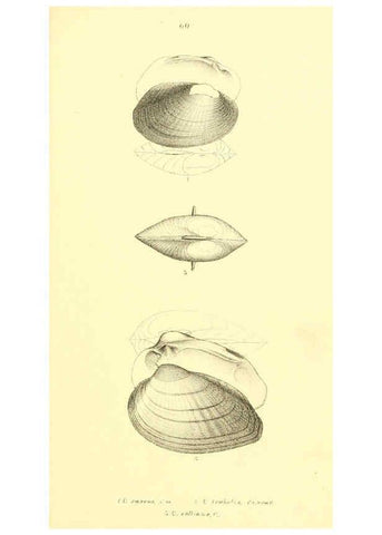 Reproducción/Reproduction 6377462371: Monography of the family Unionidæ. v.1-12. Philadelphia :J. Dobson,1836- 