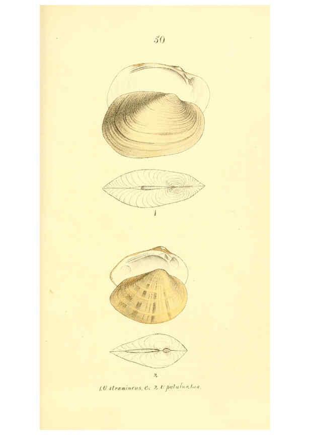 Reproducción/Reproduction 6377450631: Monography of the family Unionidæ. v.1-12. Philadelphia :J. Dobson,1836- 