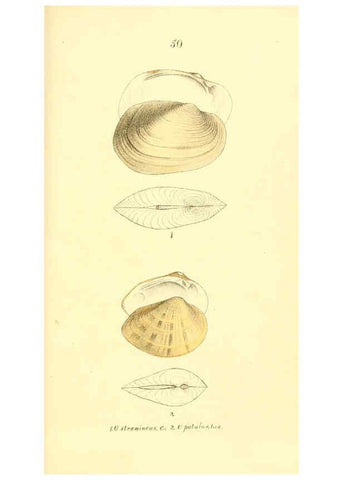 Reproducción/Reproduction 6377450631: Monography of the family Unionidæ. v.1-12. Philadelphia :J. Dobson,1836- 