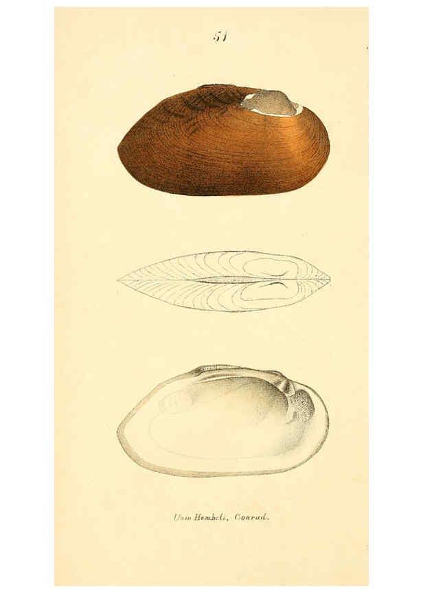 Reproducción/Reproduction 6377451121: Monography of the family Unionidæ. v.1-12. Philadelphia :J. Dobson,1836- 