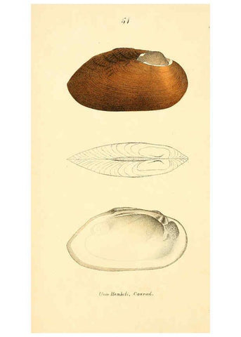 Reproducción/Reproduction 6377451121: Monography of the family Unionidæ. v.1-12. Philadelphia :J. Dobson,1836- 